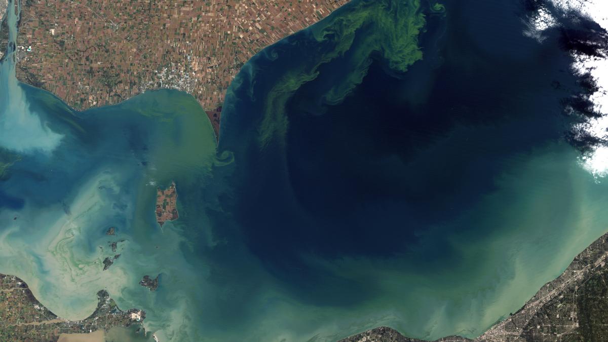 Toxic algal bloom in Lake Erie