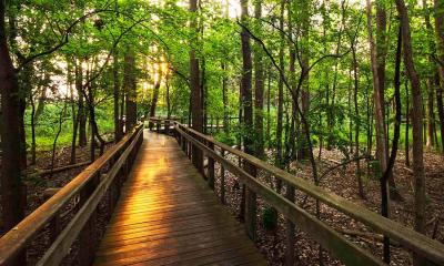 Maumee Bay State Park boardwalk trail.