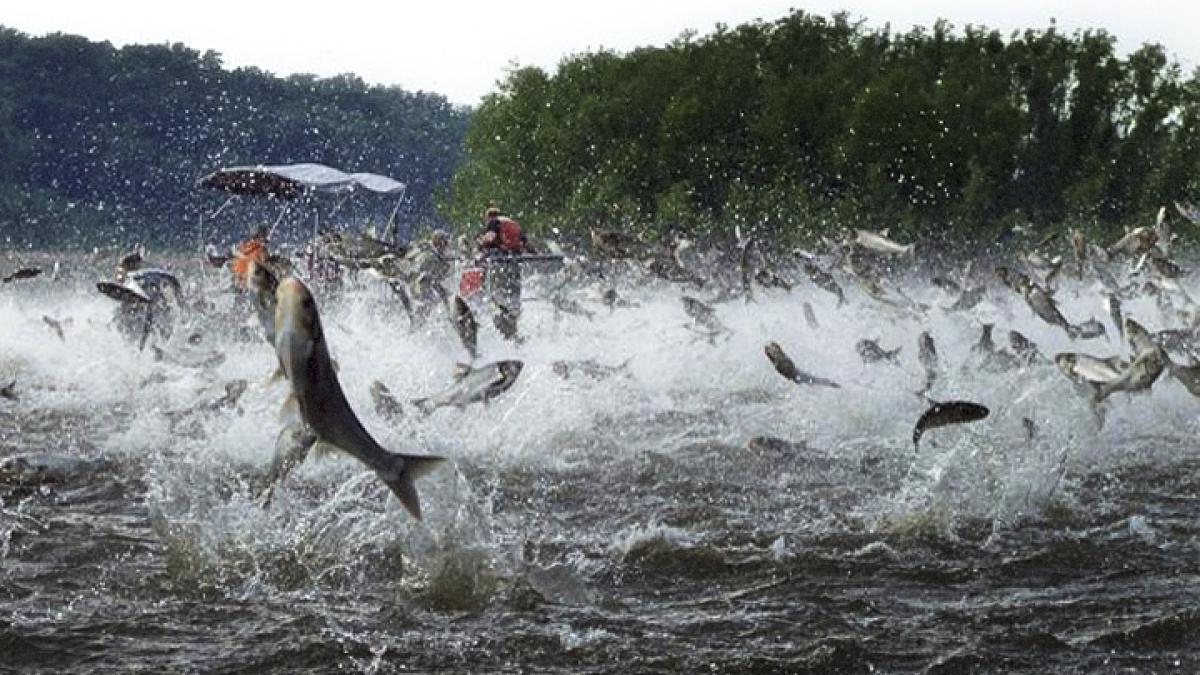 Asian Carp