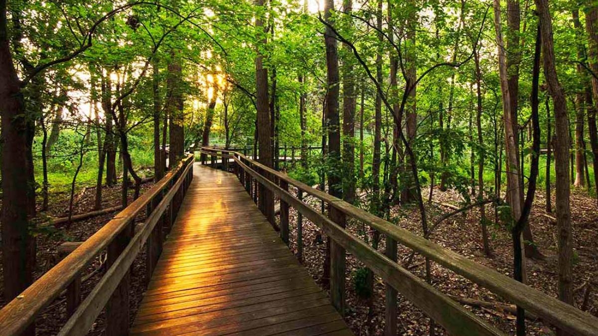 Maumee Bay State Park boardwalk trail.