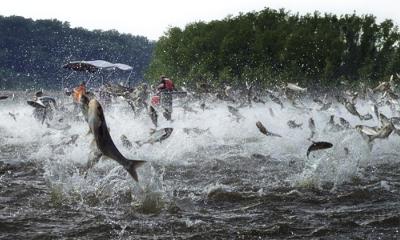 Asian Carp 