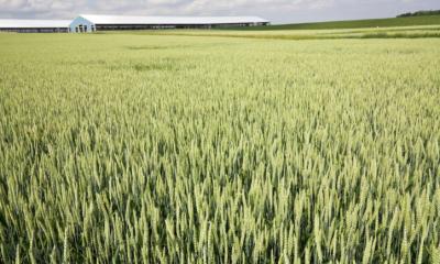 Grassy Field